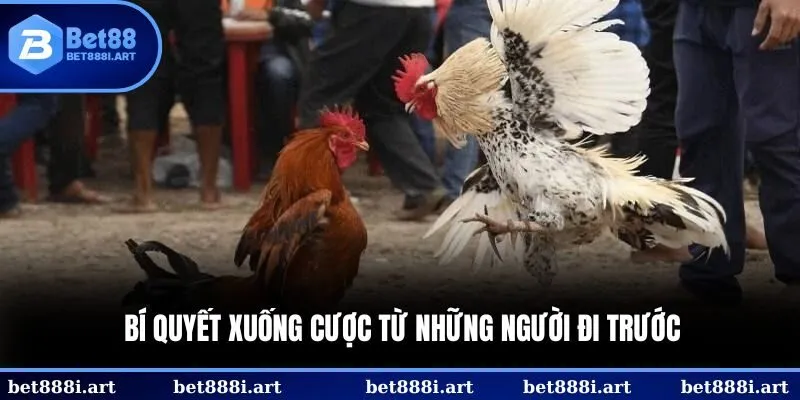 Bí quyết xuống cược từ những người đi trước