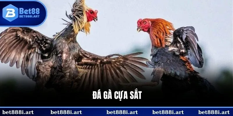 đá gà cựa sắt