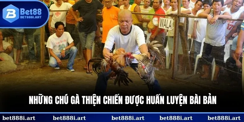 Những chú gà thiện chiến được huấn luyện bài bản trước khi lên sàn đấu