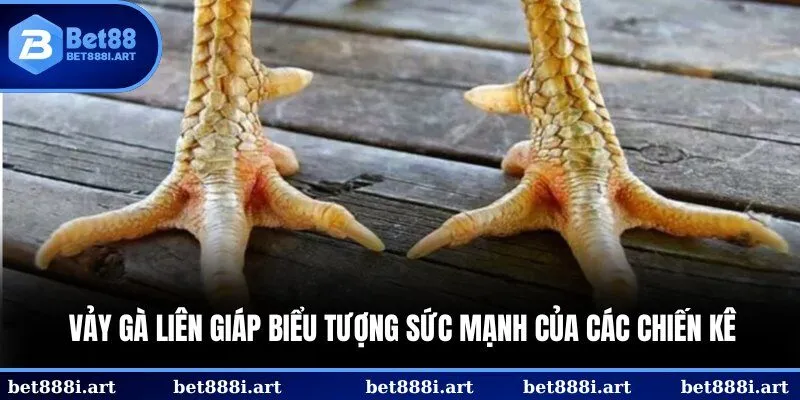 vảy gà liên giáp